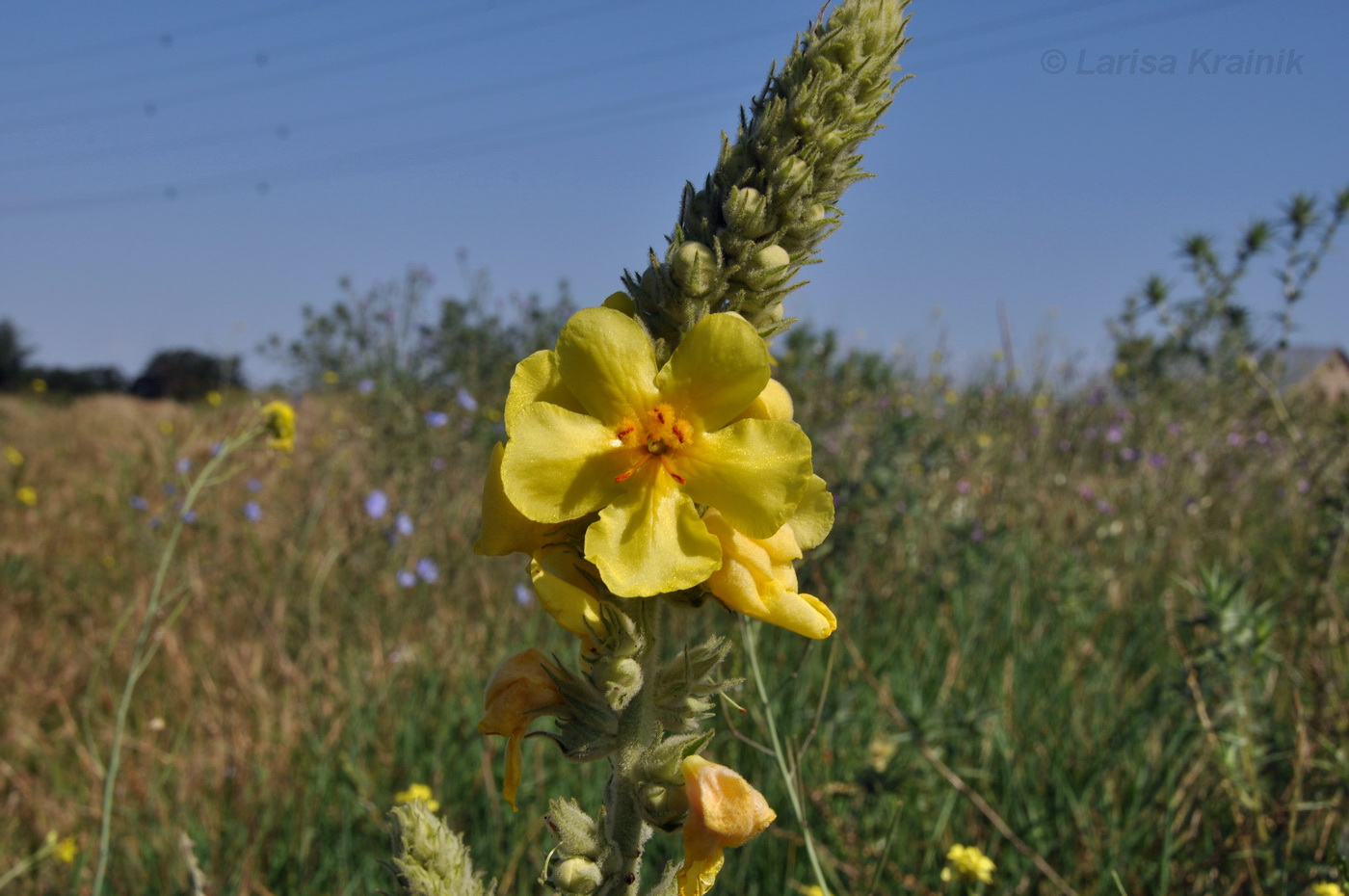 Image of Verbascum densiflorum specimen.