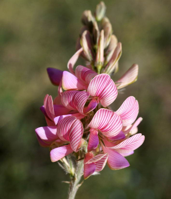 Image of Onobrychis arenaria specimen.