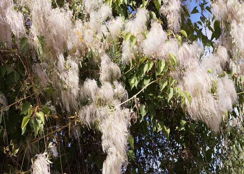 Изображение особи Clematis orientalis.