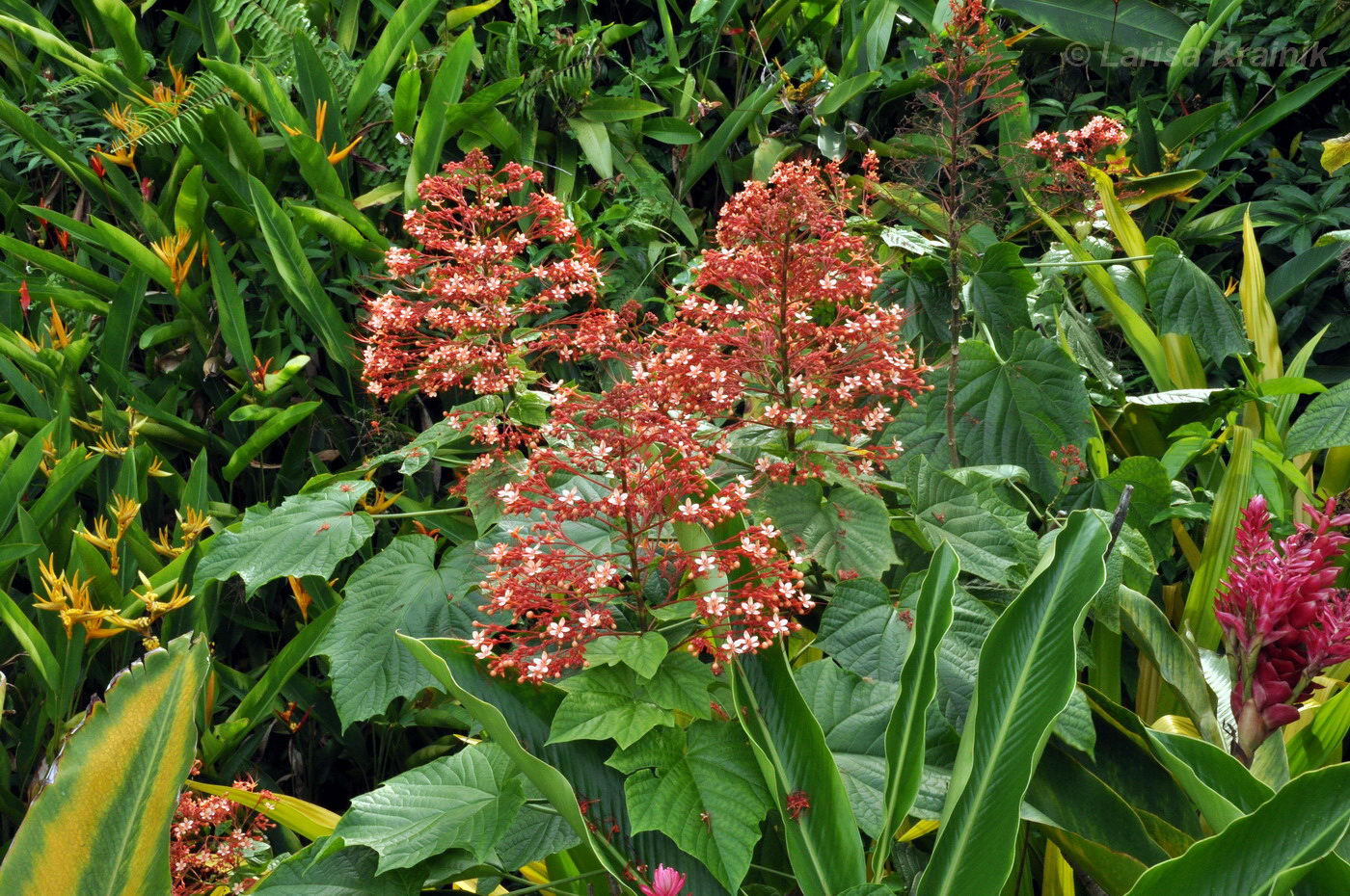 Image of Clerodendrum paniculatum specimen.