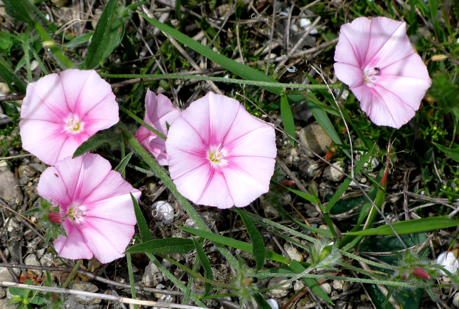 Image of Convolvulus cantabrica specimen.