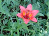 Lilium pensylvanicum