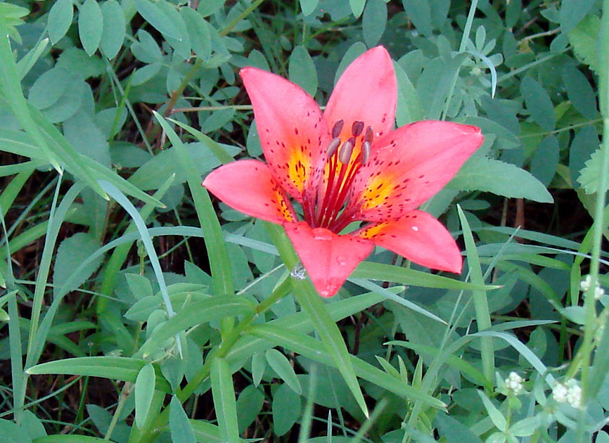 Image of Lilium pensylvanicum specimen.