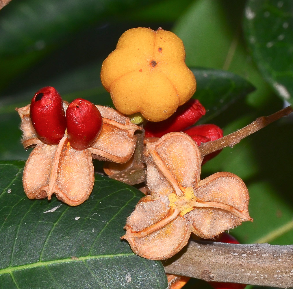 Image of Cupaniopsis anacardioides specimen.