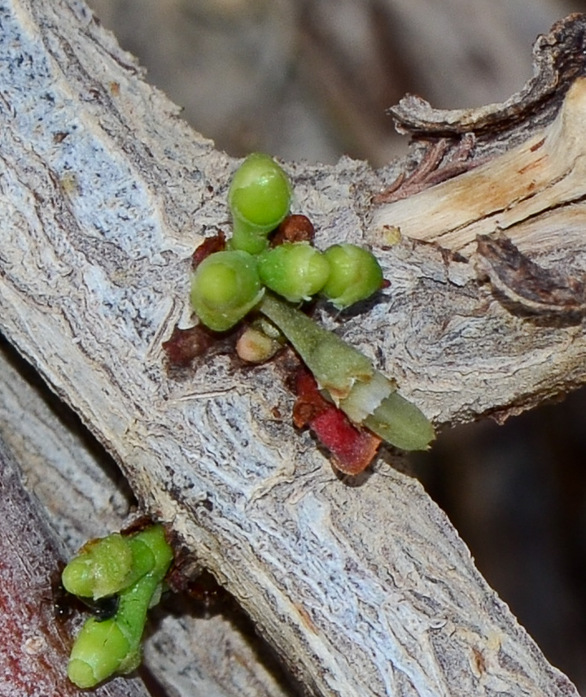 Изображение особи Plicosepalus acaciae.