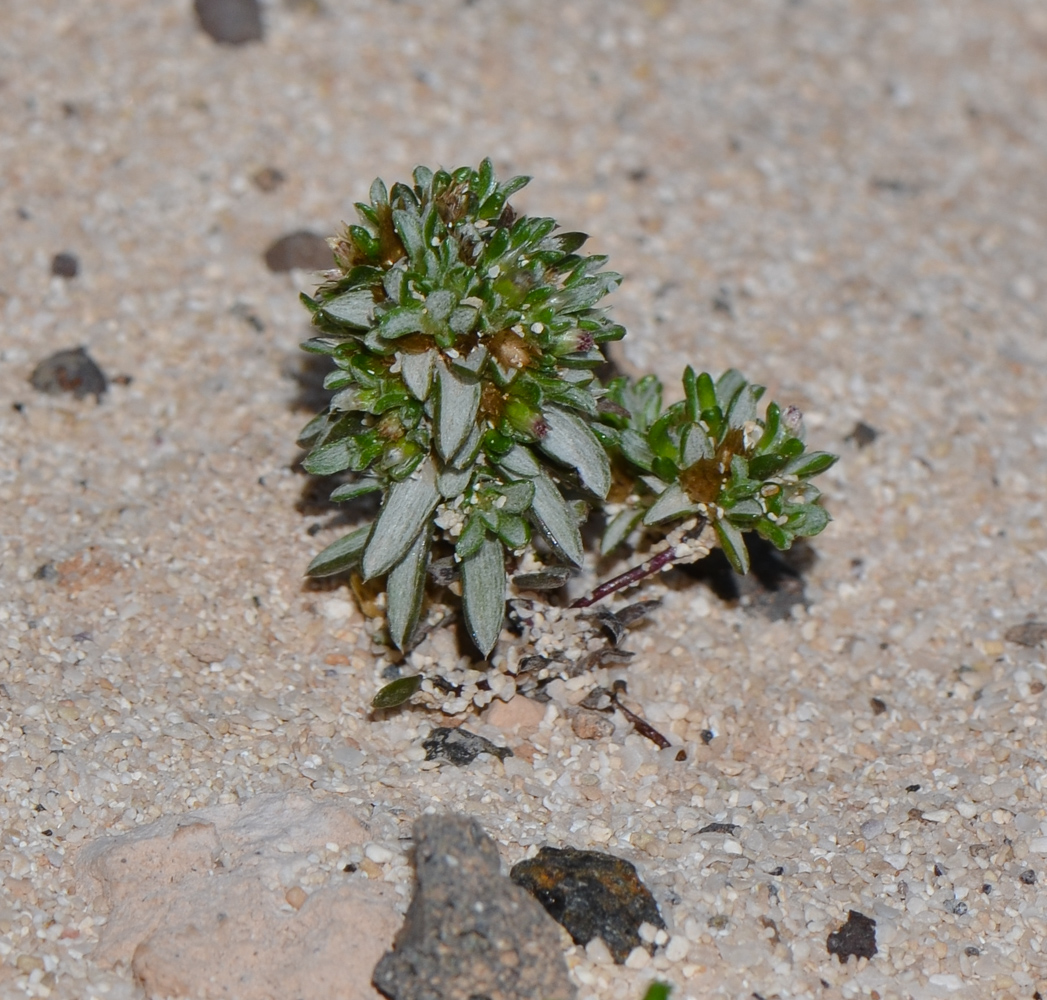 Image of Ifloga spicata ssp. obovata specimen.