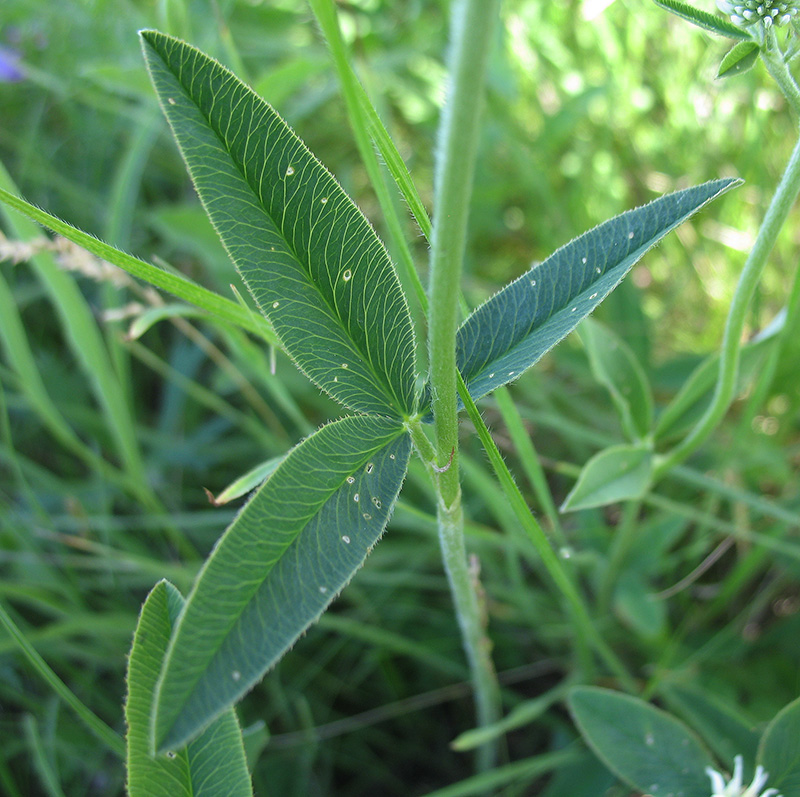 Image of Trifolium montanum specimen.