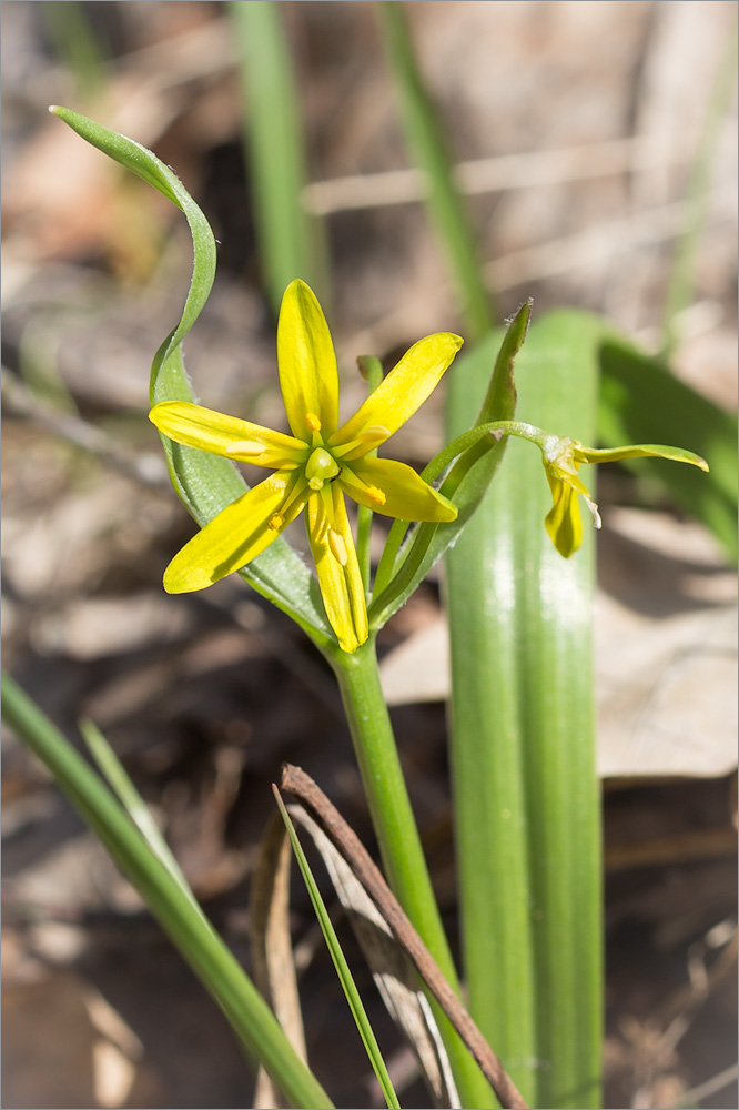 Изображение особи Gagea lutea.