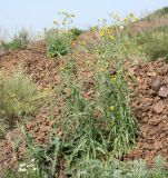 Sonchus subspecies uliginosus