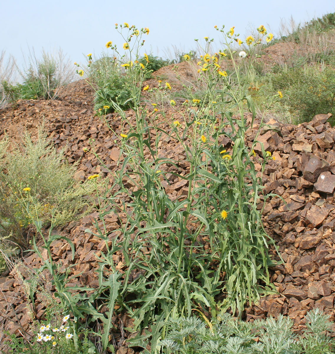 Image of Sonchus arvensis ssp. uliginosus specimen.