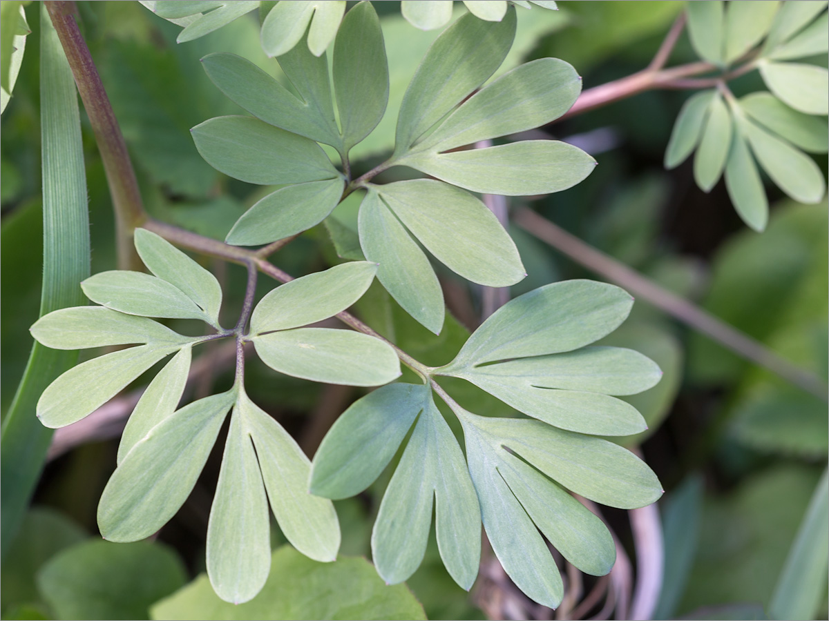 Image of Corydalis bracteata specimen.