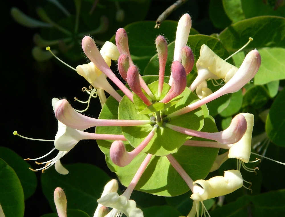 Image of Lonicera caprifolium specimen.