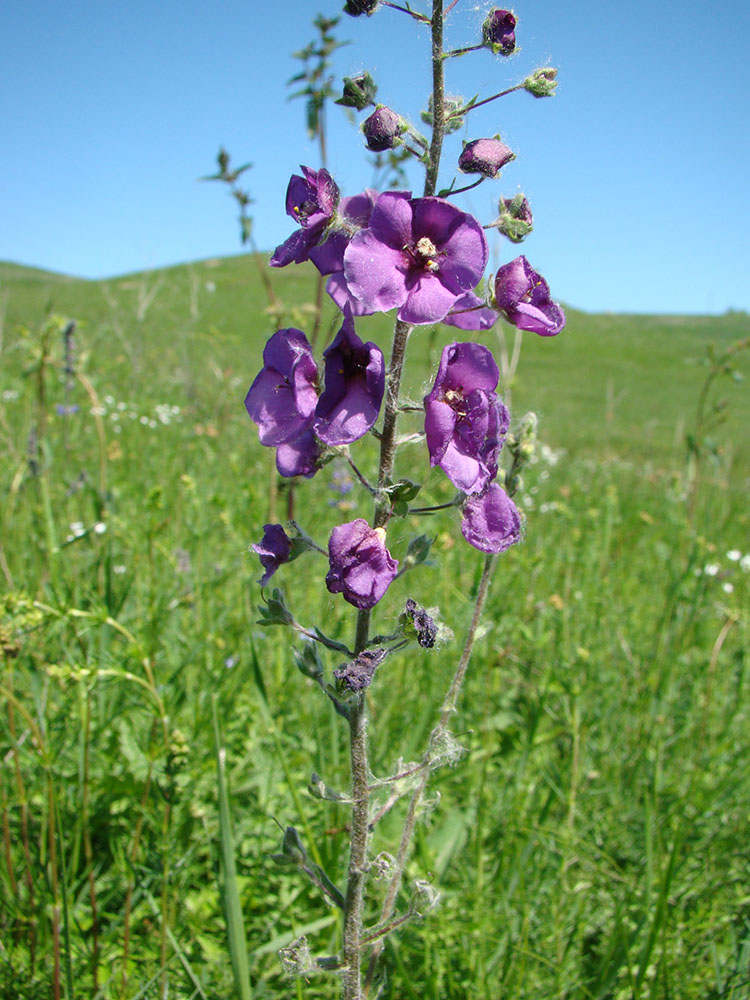 Image of Verbascum phoeniceum specimen.