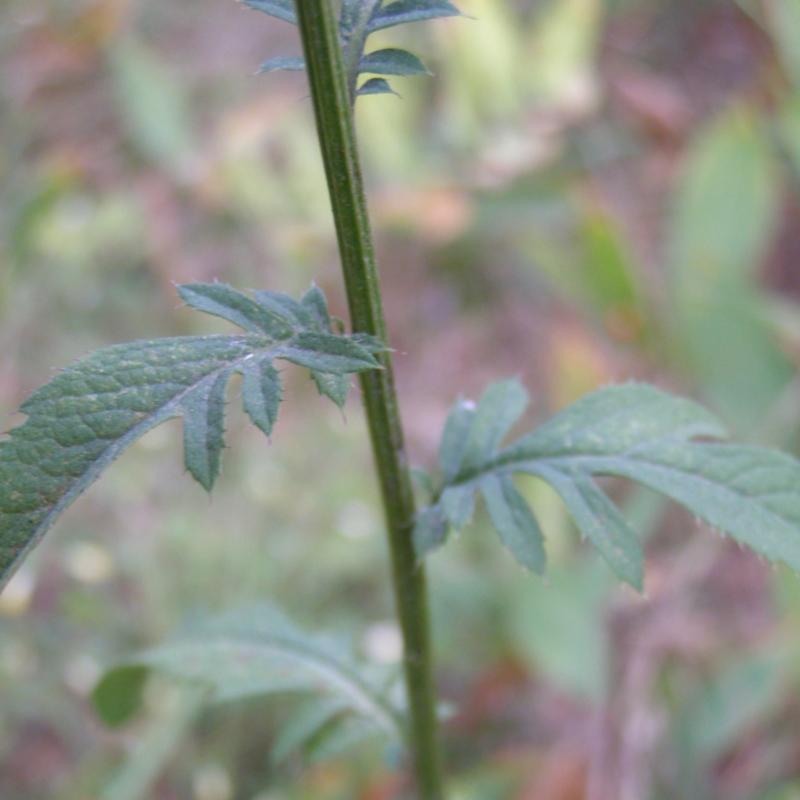 Image of Serratula tinctoria specimen.