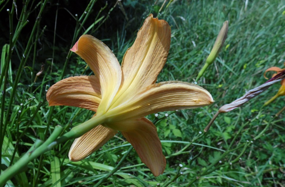 Image of Hemerocallis fulva specimen.