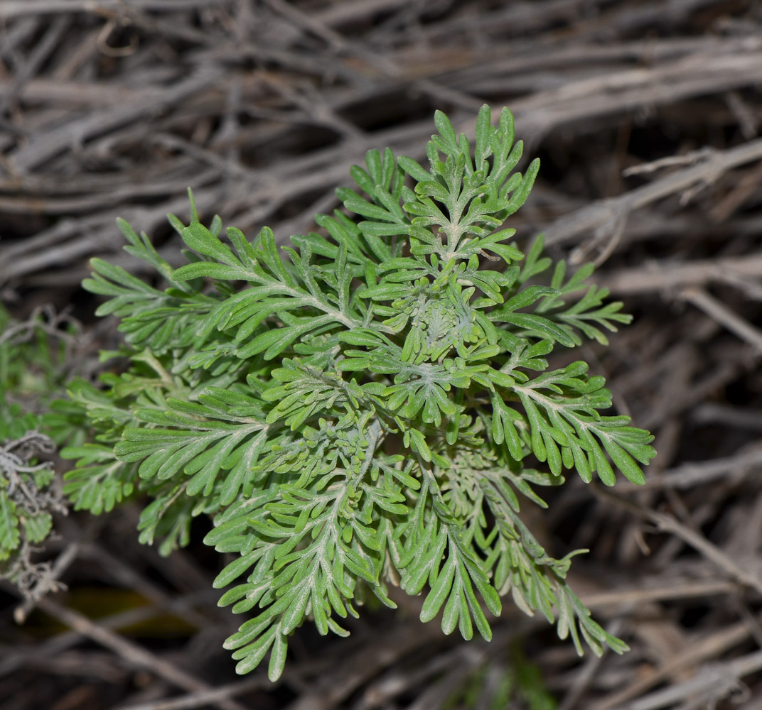 Image of Lavandula multifida specimen.