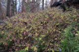 Geranium bohemicum