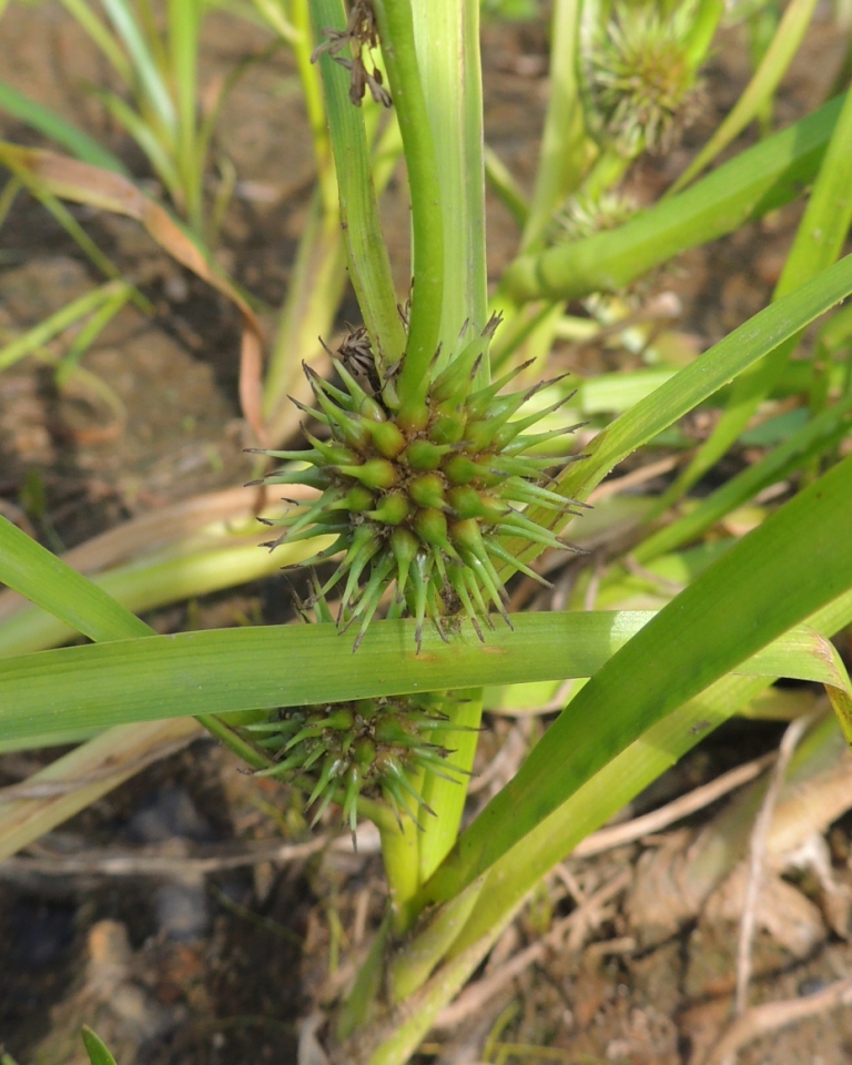 Image of Sparganium emersum specimen.