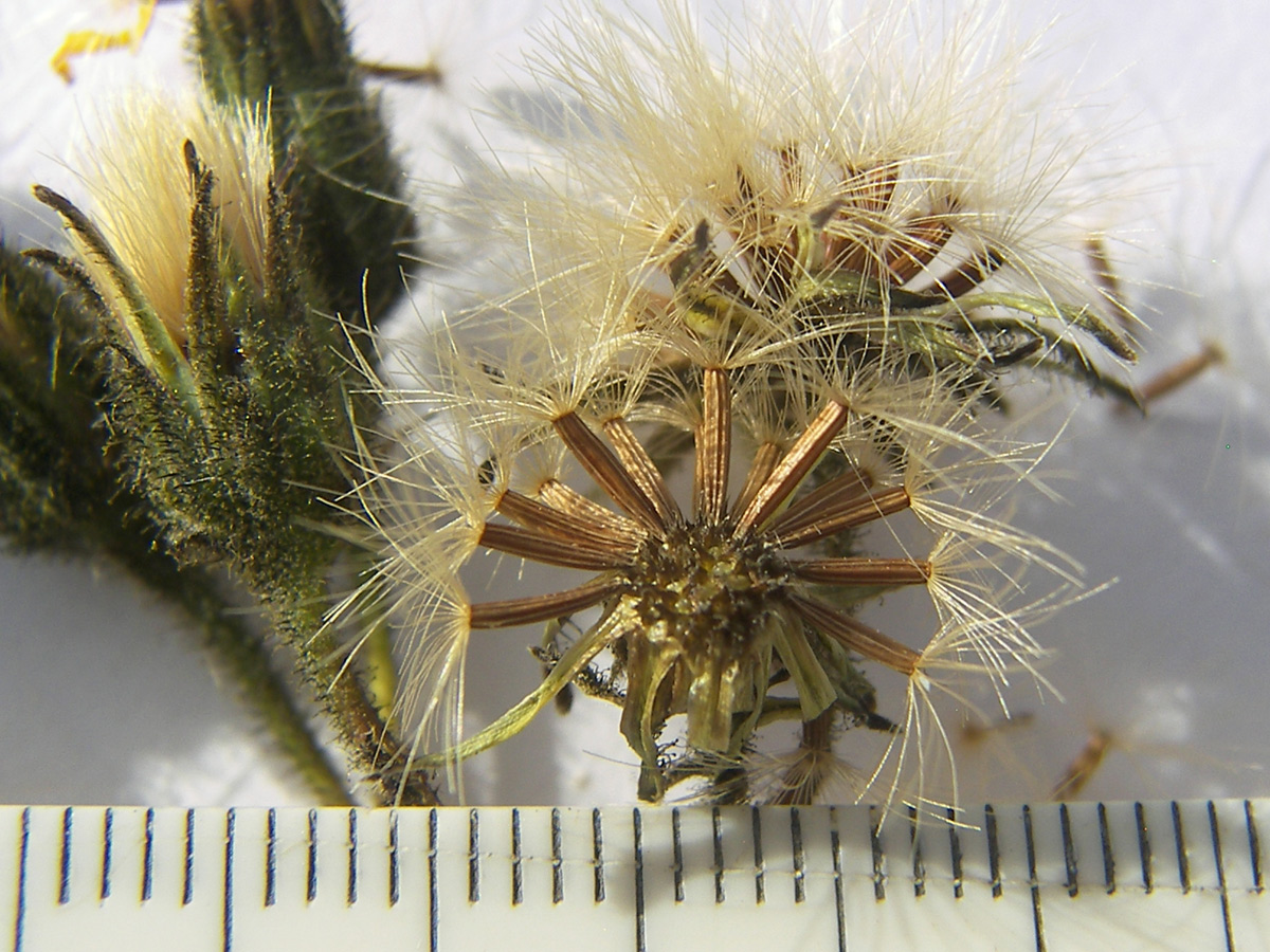 Image of Hieracium leptoprenanthes specimen.