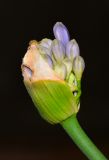 Agapanthus africanus. Бутонизирующее соцветие. Израиль, Шарон, г. Герцлия, клумба. 01.05.2016.