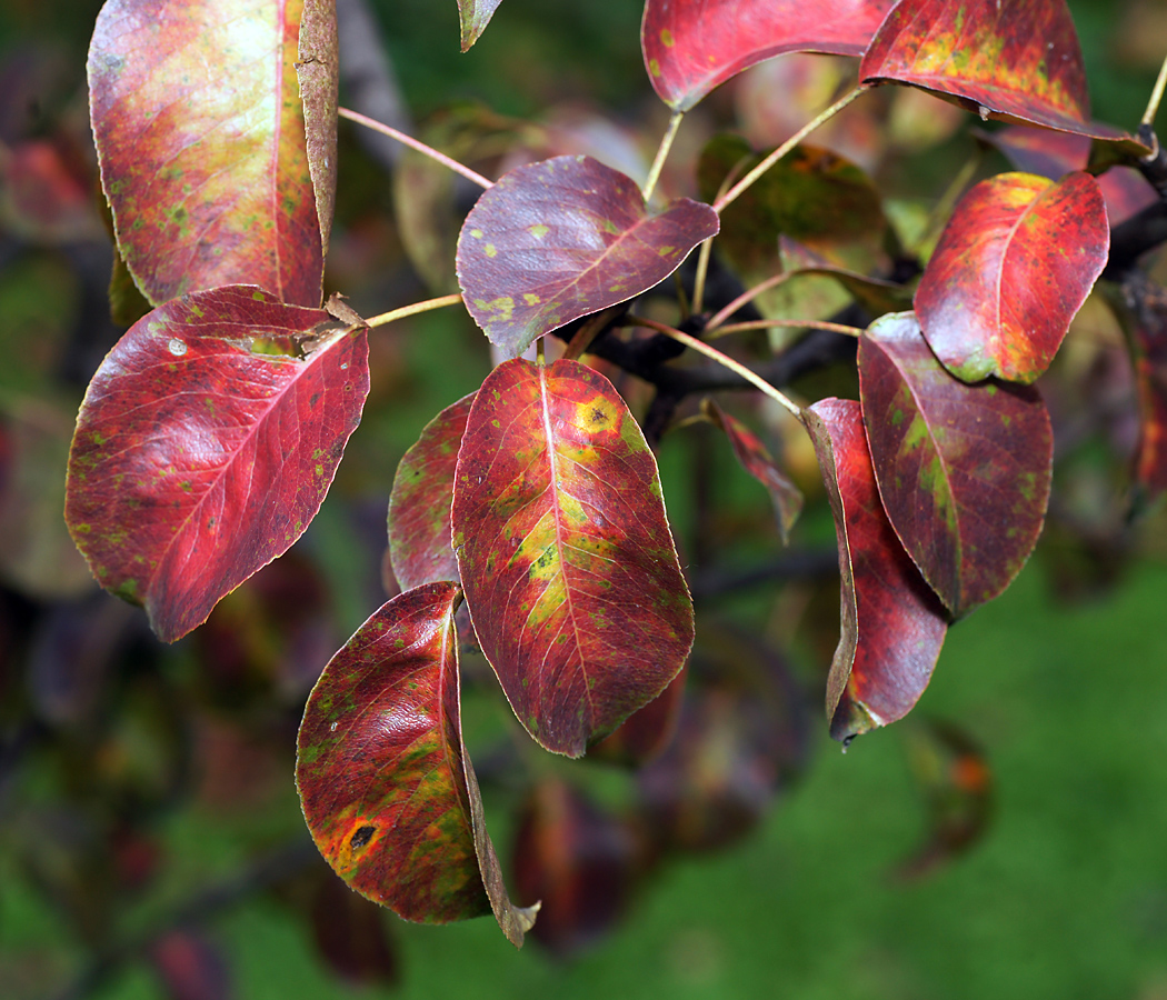 Image of Pyrus communis specimen.