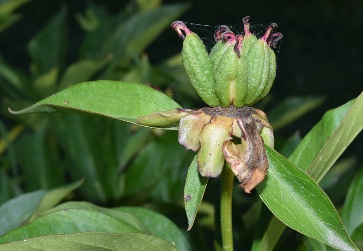 Image of Paeonia lactiflora specimen.