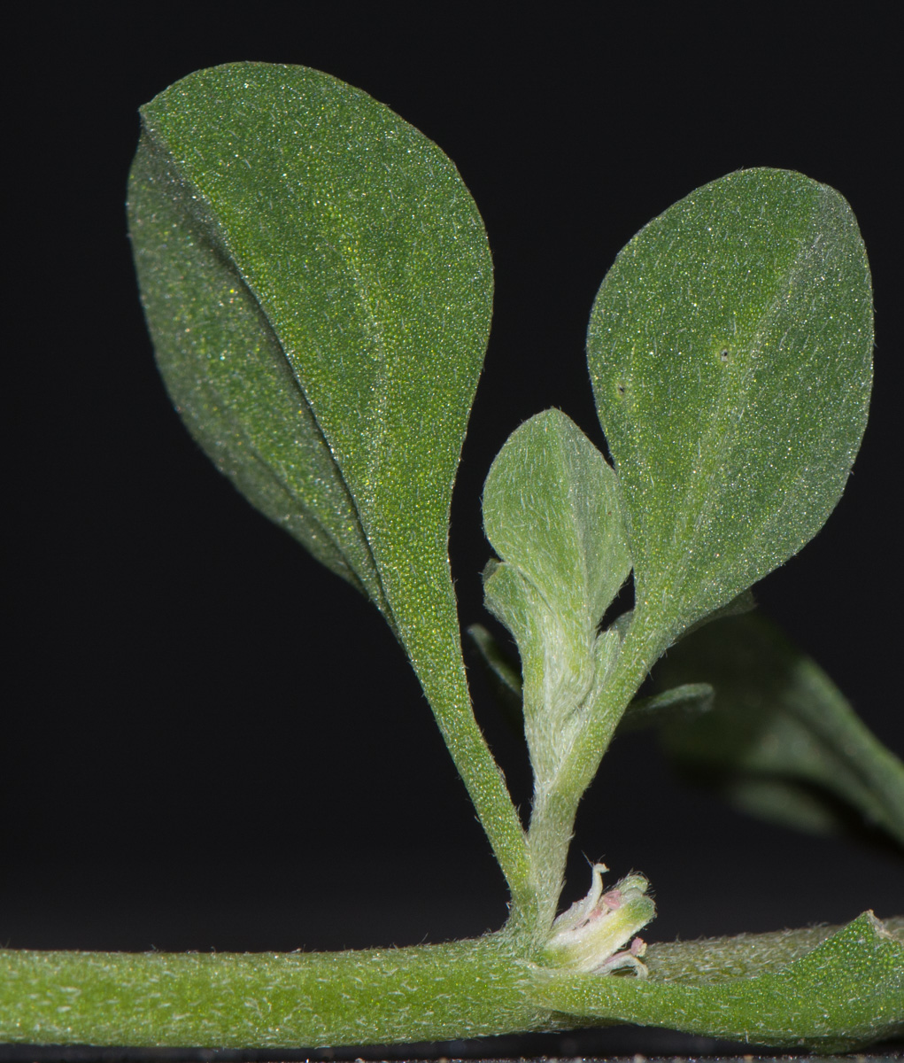 Image of Galenia pubescens specimen.