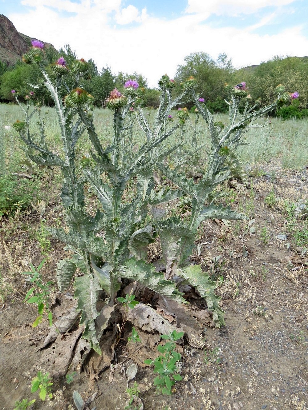 Image of Onopordum acanthium specimen.