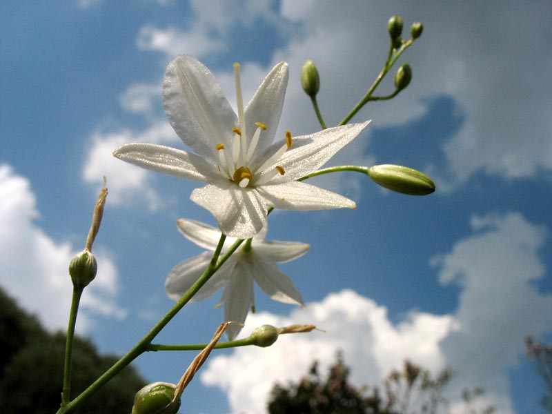 Изображение особи Anthericum ramosum.