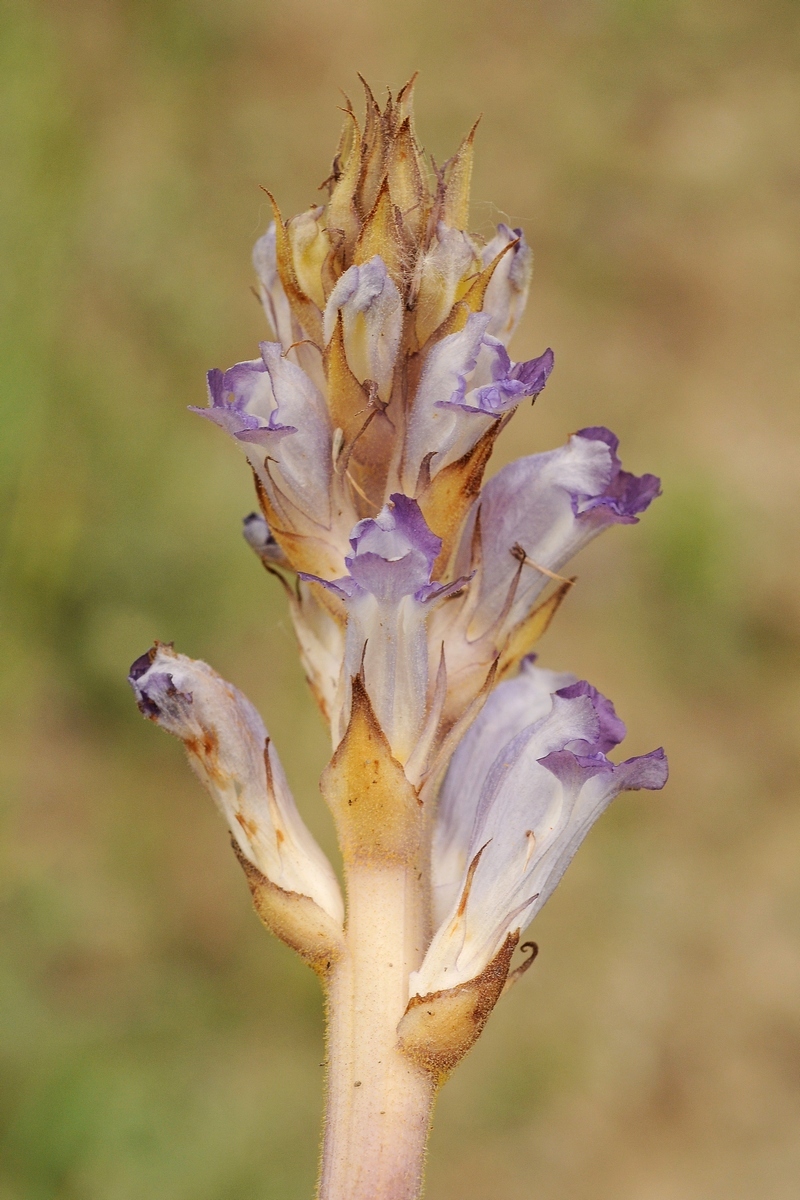 Image of Orobanche amoena specimen.