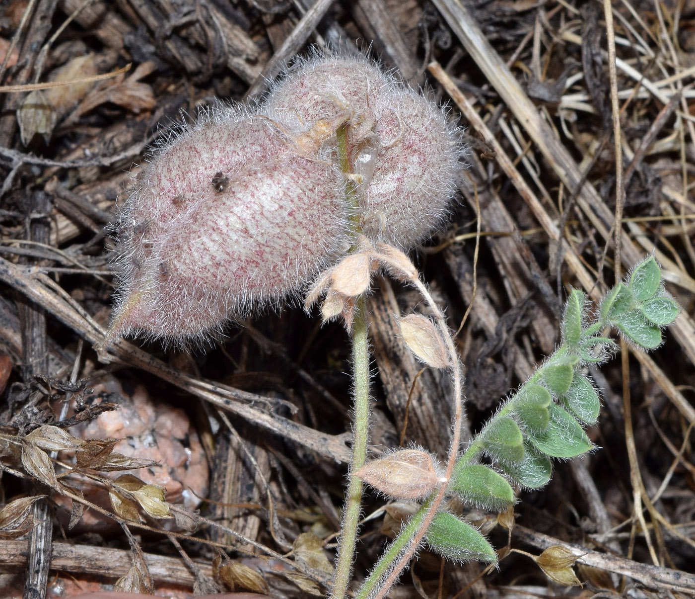 Image of Oxytropis submutica specimen.