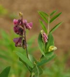 Lathyrus pisiformis. Верхушка побега с соцветиями. Восточный Казахстан, Кокпектинский р-н, 25 км в горы от с. Пантелеймоновка, 1000 м н.у.м., просека в лесу. 12.06.2016.