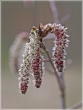 Populus tremula