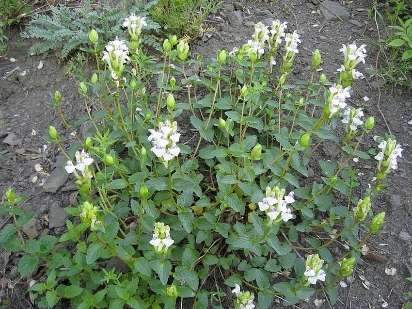 Изображение особи Scutellaria altaica.