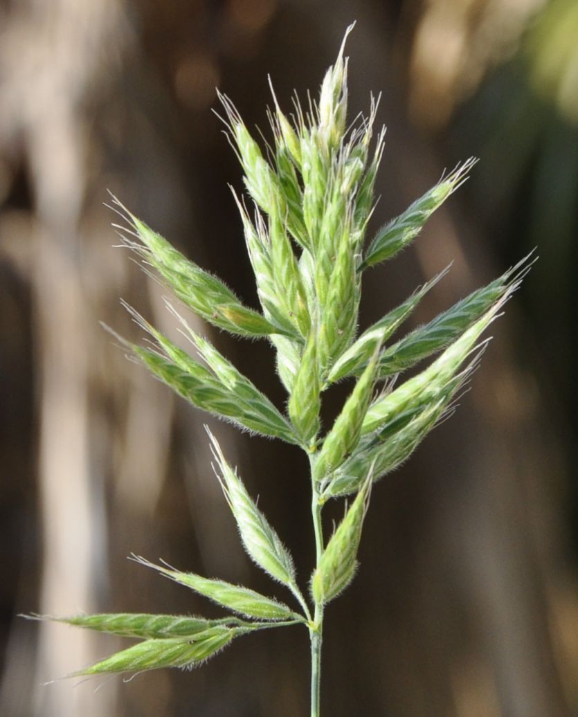 Изображение особи Bromus hordeaceus.