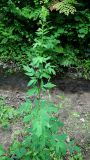 Смотреть изображение Thalictrum ussuriense