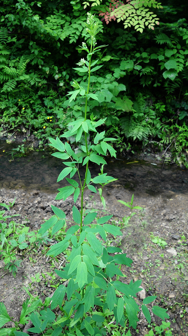 Image of Thalictrum ussuriense specimen.