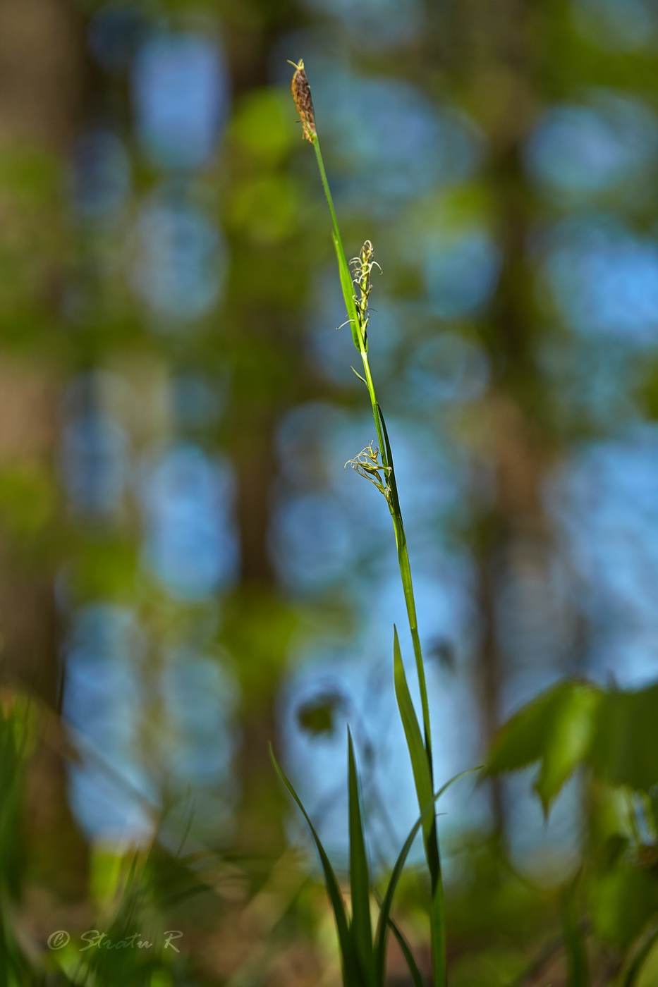 Image of Carex pilosa specimen.