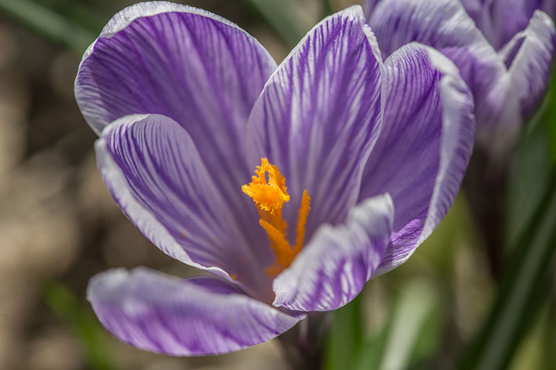 Изображение особи Crocus vernus.