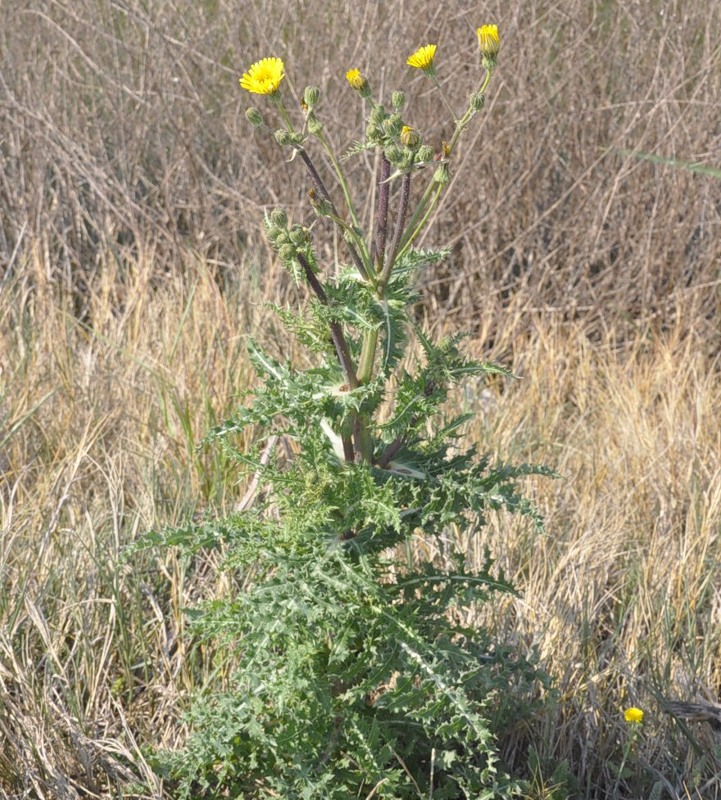 Изображение особи Sonchus nymanii.