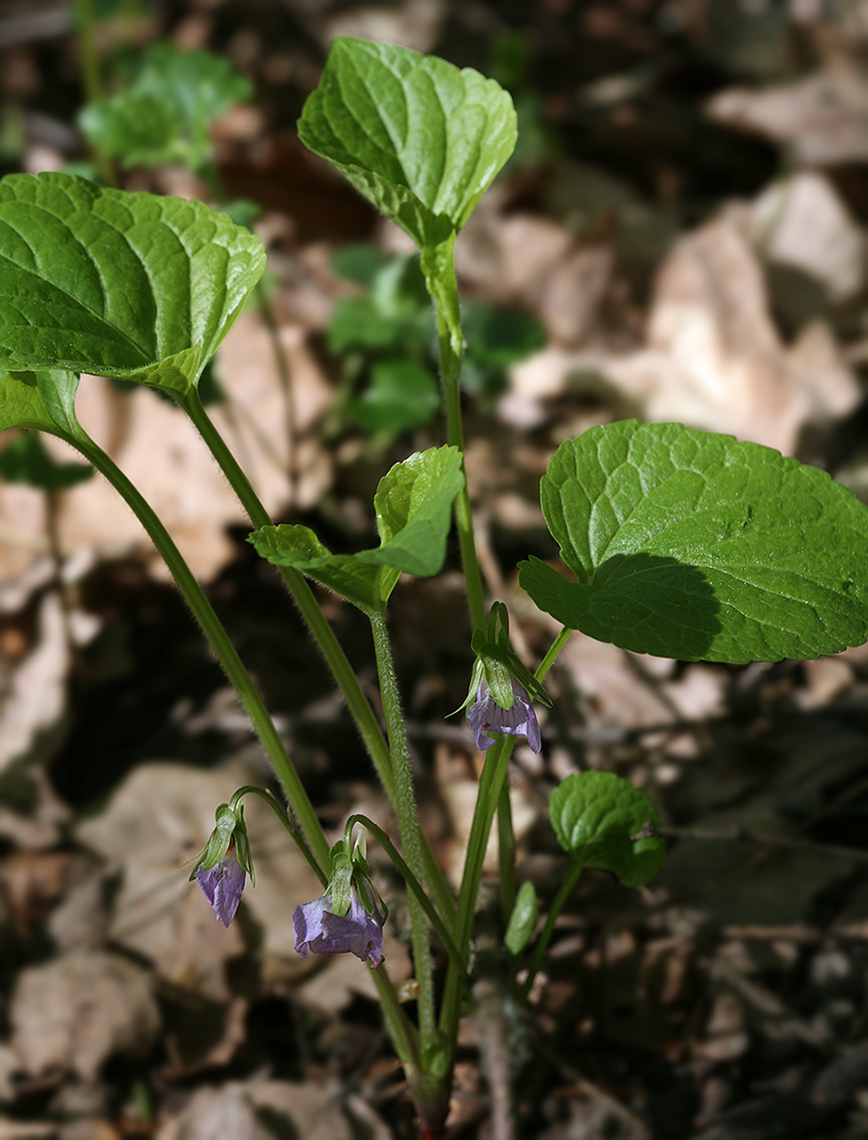 Image of Viola mirabilis specimen.