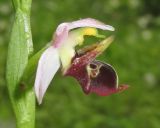 Ophrys oestrifera