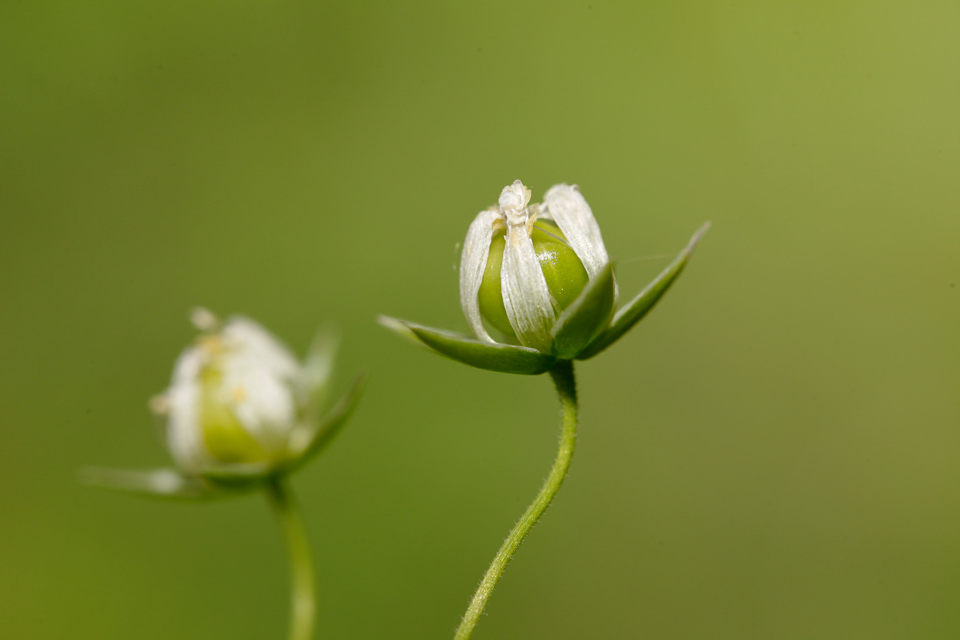 Image of Stellaria holostea specimen.