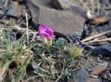 Oxytropis intermedia