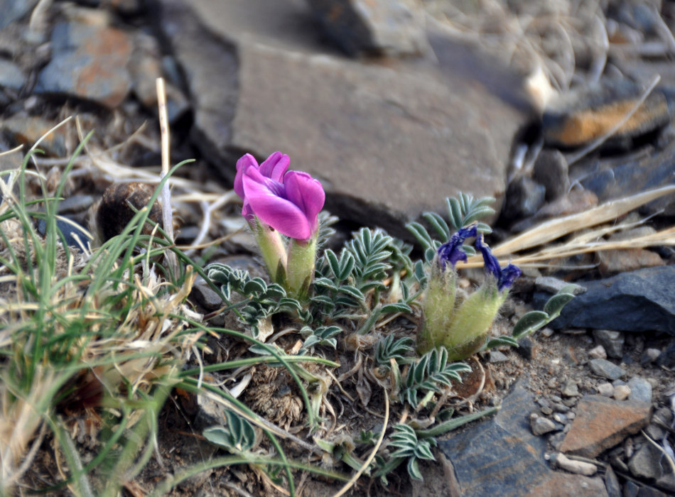 Изображение особи Oxytropis intermedia.