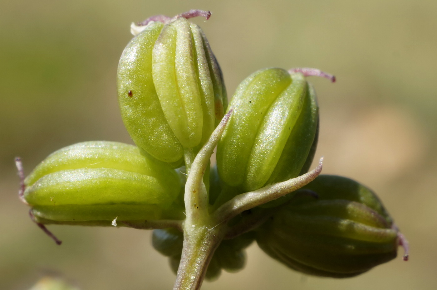 Image of Trinia biebersteinii specimen.