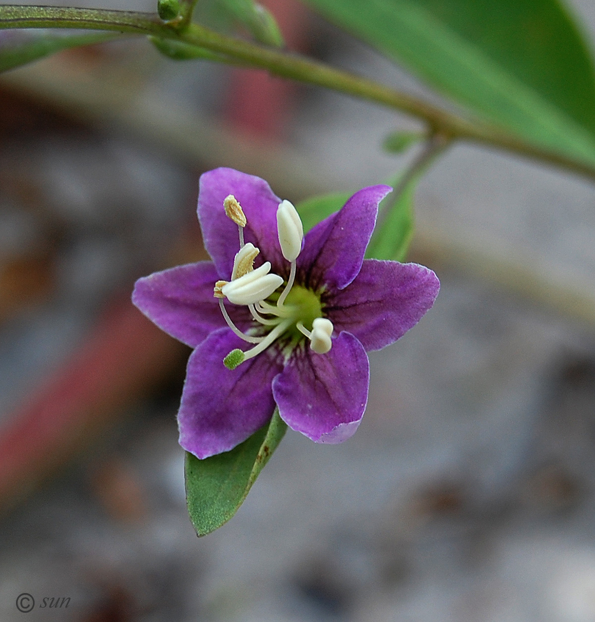 Изображение особи Lycium barbarum.