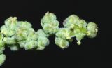 Chenopodium bryoniifolium