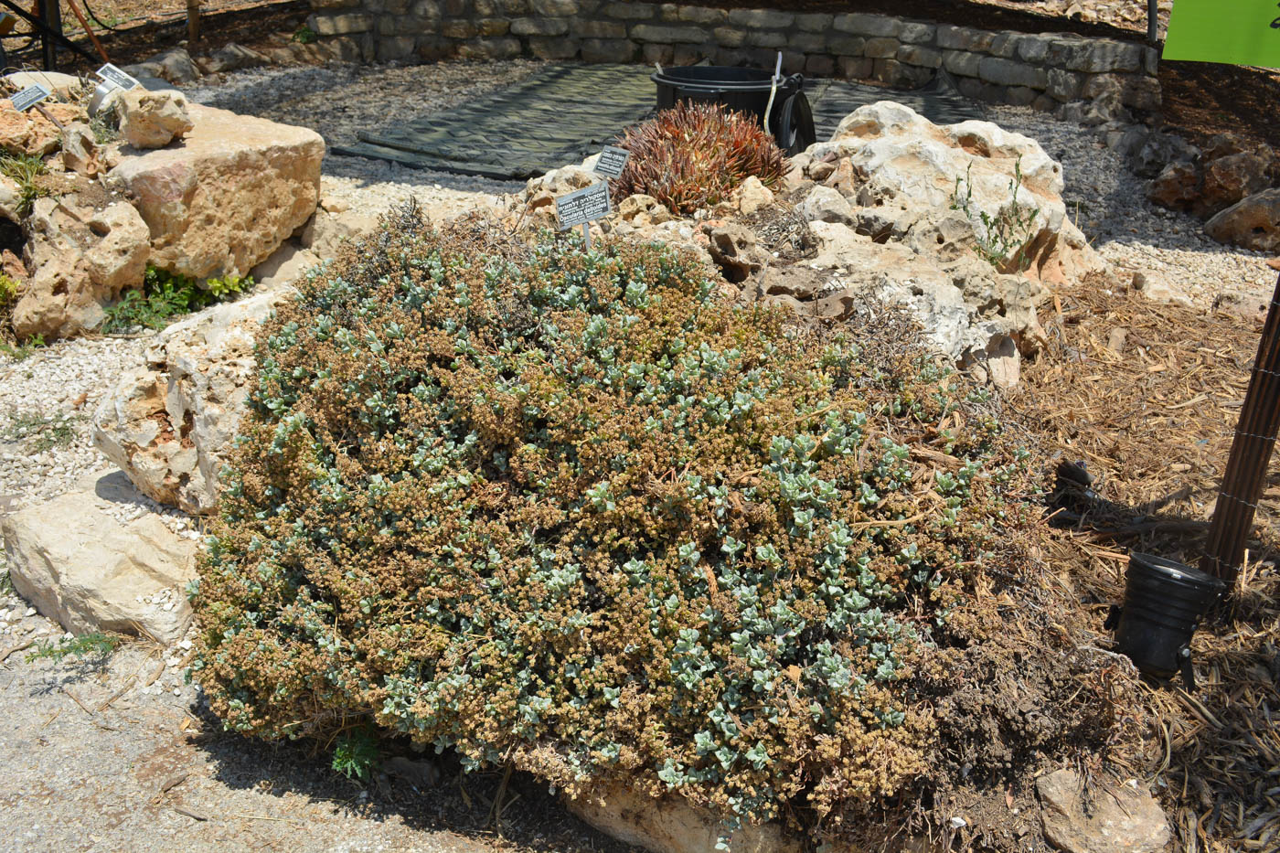 Image of Lampranthus deltoides specimen.