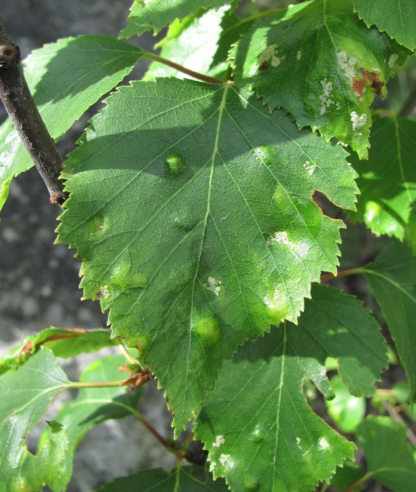 Image of Betula litwinowii specimen.